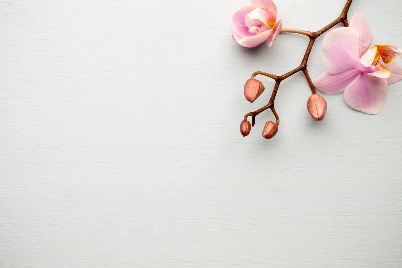 orchid