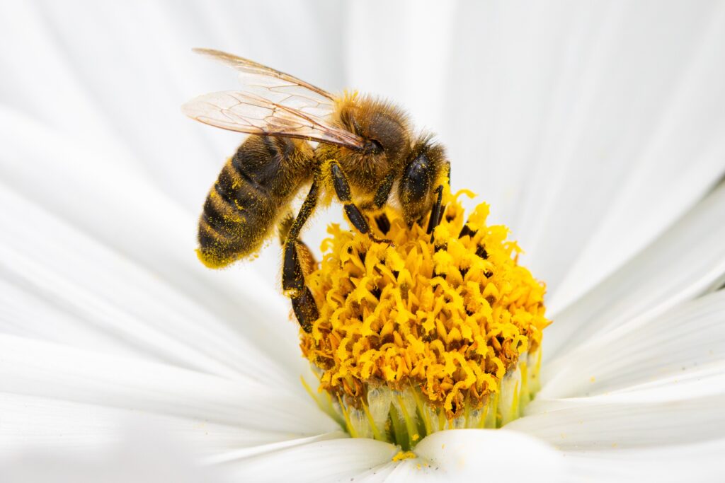 A bee collects pollen from the centre of a white daisy.